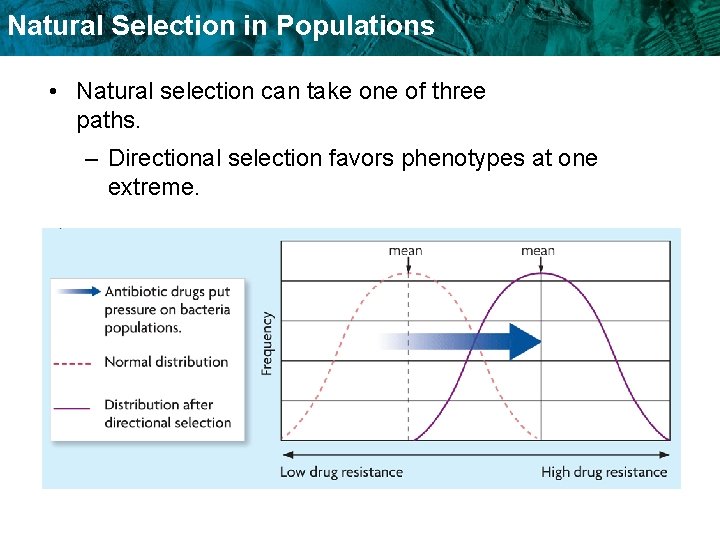 Natural Selection in Populations • Natural selection can take one of three paths. –