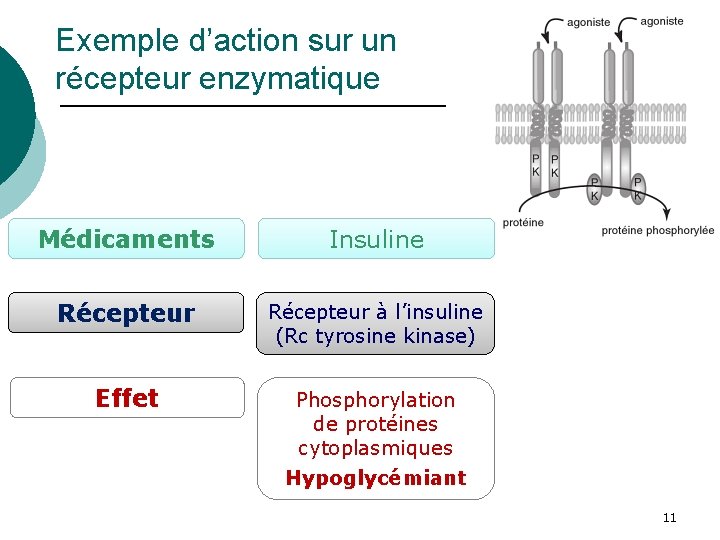 Exemple d’action sur un récepteur enzymatique Médicaments Insuline Récepteur à l’insuline (Rc tyrosine kinase)
