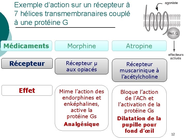 Exemple d’action sur un récepteur à 7 hélices transmembranaires couplé à une protéine G