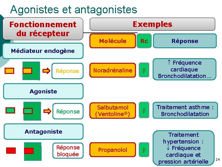 Agonistes et antagonistes Fonctionnement du récepteur Exemples Rc Réponse Noradrénaline Fréquence cardiaque Bronchodilatation… Salbutamol