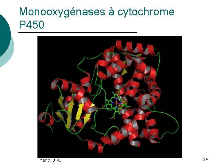 Monooxygénases à cytochrome P 450 Yano, J. K. 24 