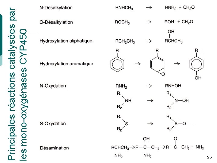 Principales réactions catalysées par les mono-oxygénases CYP 450 25 