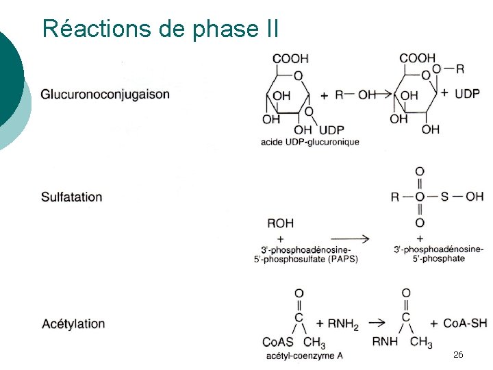 Réactions de phase II 26 