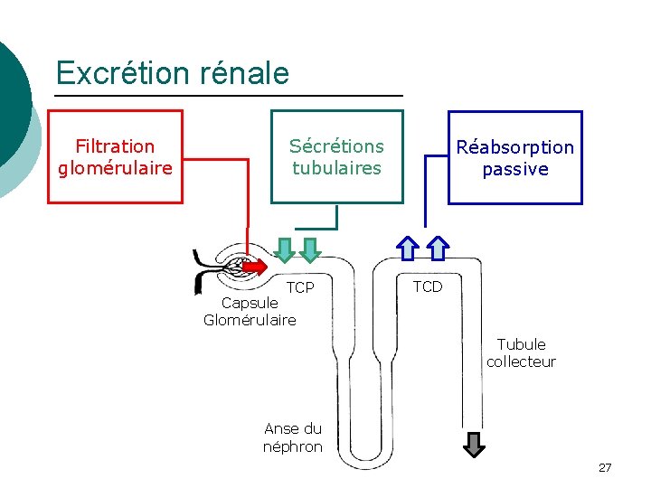 Excrétion rénale Filtration glomérulaire Sécrétions tubulaires TCP Capsule Glomérulaire Réabsorption passive TCD Tubule collecteur