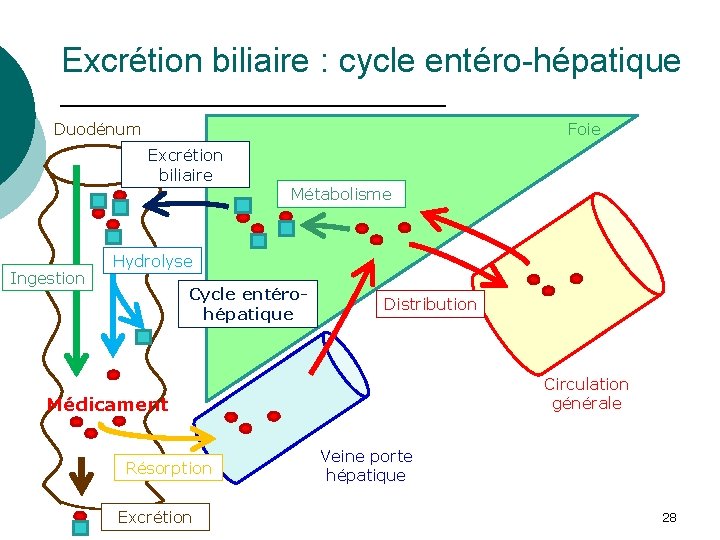 Excrétion biliaire : cycle entéro-hépatique Foie Duodénum Excrétion biliaire Métabolisme Ingestion Hydrolyse Cycle entérohépatique