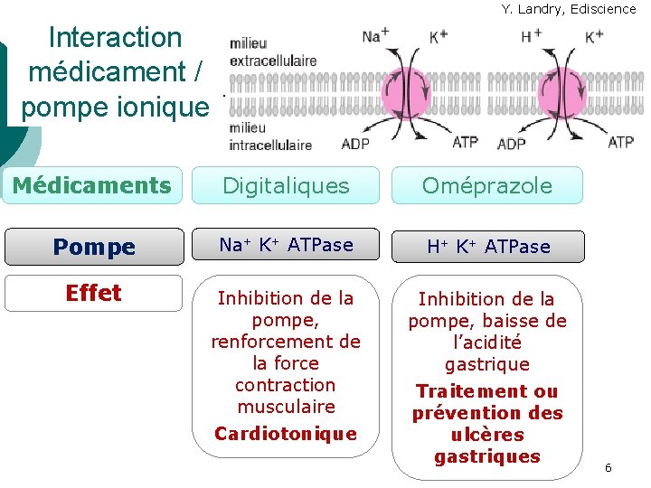 Y. Landry, Ediscience Interaction médicament / pompe ionique Médicaments Digitaliques Oméprazole Pompe Na+ K+