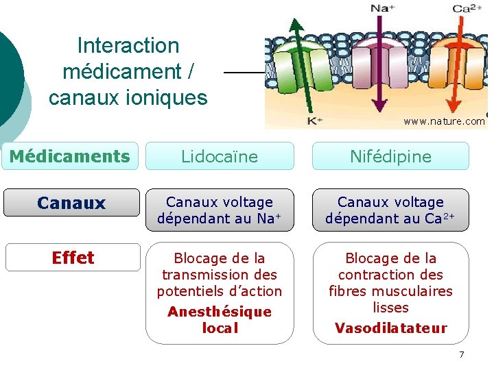 Interaction médicament / canaux ioniques www. nature. com Médicaments Lidocaïne Nifédipine Canaux voltage dépendant