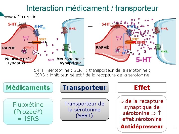 Interaction médicament / transporteur www. idf. inserm. fr Neurone présynaptique Neurone postsynaptique 5 -HT