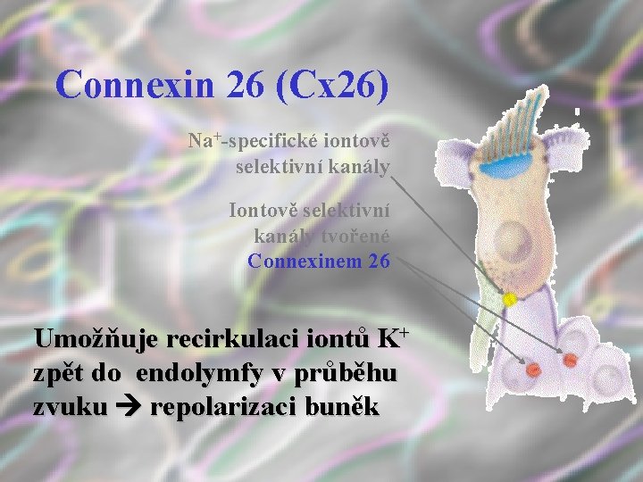 Connexin 26 (Cx 26) Na+-specifické iontově selektivní kanály Iontově selektivní kanály tvořené Connexinem 26