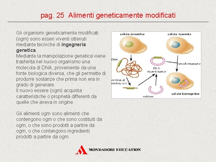 pag. 25 Alimenti geneticamente modificati Gli organismi geneticamente modificati (ogm) sono esseri viventi ottenuti