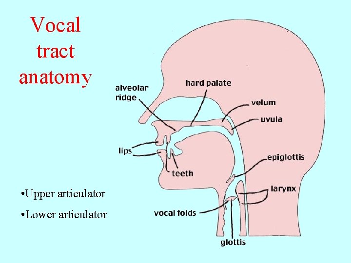 Vocal tract anatomy • Upper articulator • Lower articulator 