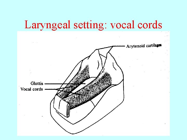 Laryngeal setting: vocal cords 