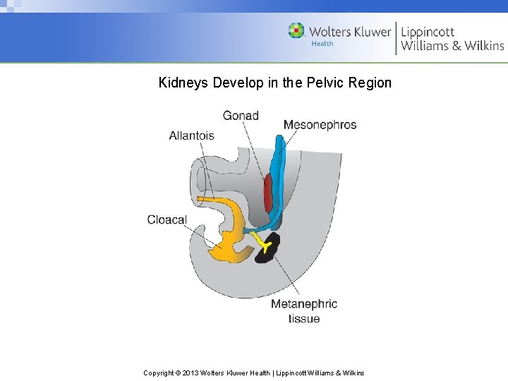 Kidneys Develop in the Pelvic Region Copyright © 2013 Wolters Kluwer Health | Lippincott