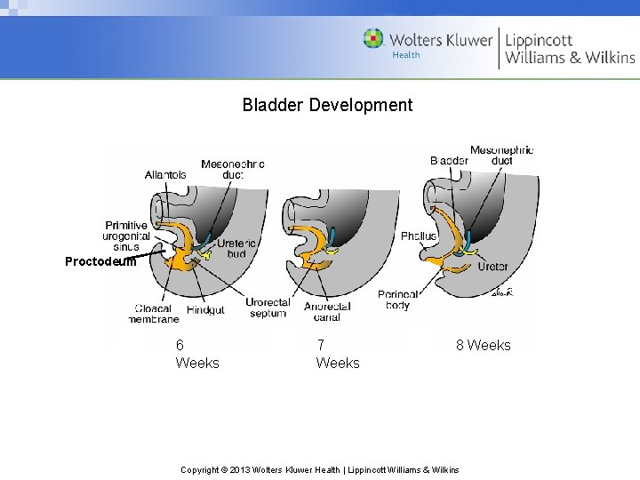 Bladder Development Proctodeum 6 Weeks 7 Weeks 8 Weeks Copyright © 2013 Wolters Kluwer