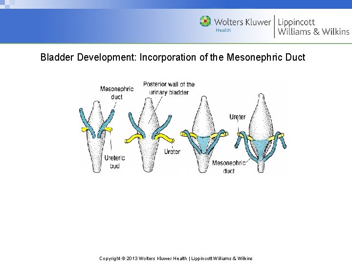 Bladder Development: Incorporation of the Mesonephric Duct Copyright © 2013 Wolters Kluwer Health |