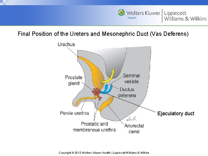 Final Position of the Ureters and Mesonephric Duct (Vas Deferens) Ejaculatory duct Copyright ©