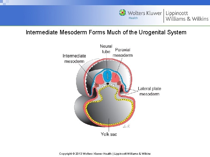 Intermediate Mesoderm Forms Much of the Urogenital System Copyright © 2013 Wolters Kluwer Health