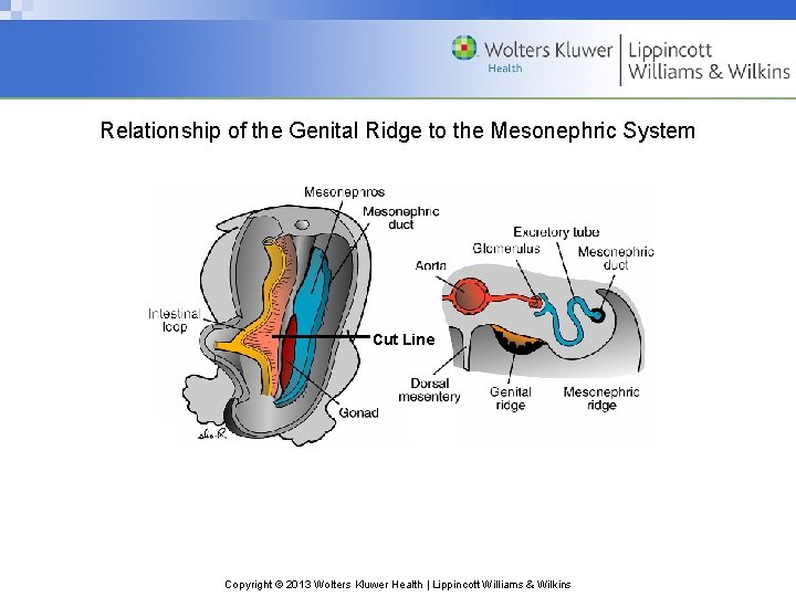 Relationship of the Genital Ridge to the Mesonephric System Cut Line Copyright © 2013