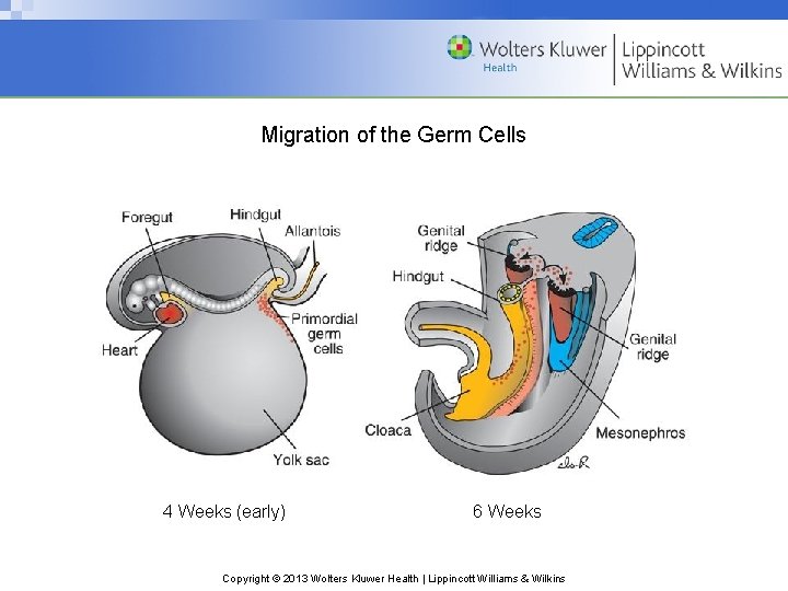 Migration of the Germ Cells 4 Weeks (early) 6 Weeks Copyright © 2013 Wolters