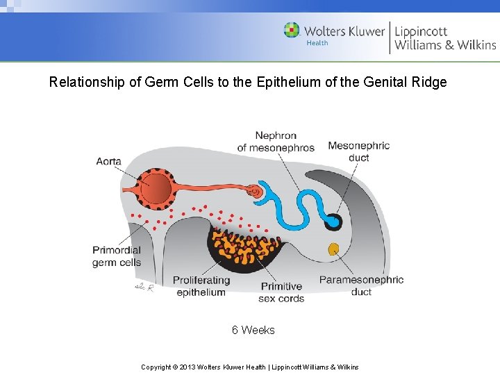 Relationship of Germ Cells to the Epithelium of the Genital Ridge 6 Weeks Copyright