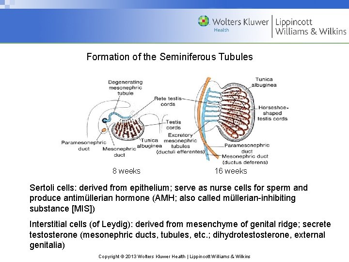 Formation of the Seminiferous Tubules 8 weeks 16 weeks Sertoli cells: derived from epithelium;