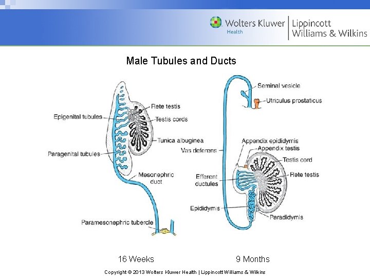 Male Tubules and Ducts 16 Weeks 9 Months Copyright © 2013 Wolters Kluwer Health