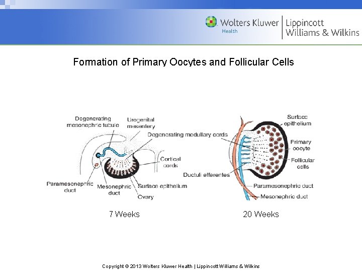 Formation of Primary Oocytes and Follicular Cells 7 Weeks 20 Weeks Copyright © 2013