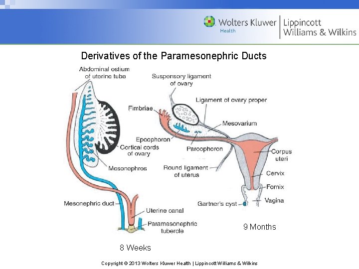 Derivatives of the Paramesonephric Ducts 9 Months 8 Weeks Copyright © 2013 Wolters Kluwer