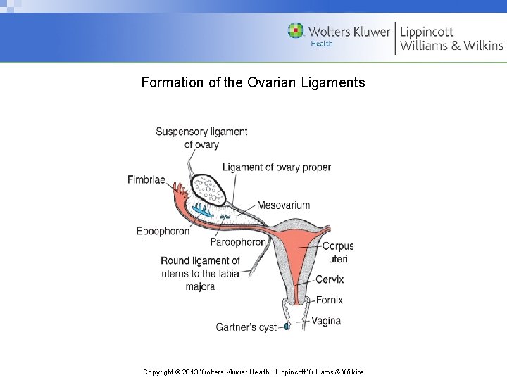 Formation of the Ovarian Ligaments Copyright © 2013 Wolters Kluwer Health | Lippincott Williams
