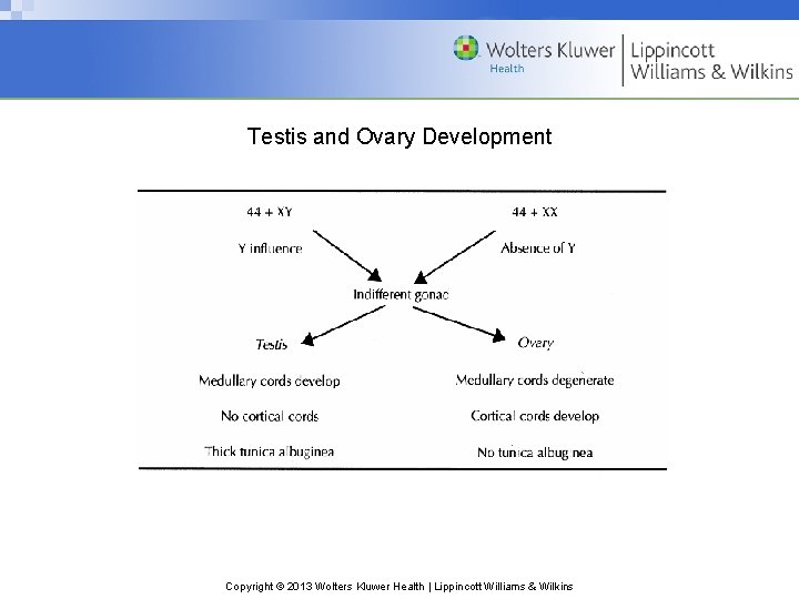 Testis and Ovary Development Copyright © 2013 Wolters Kluwer Health | Lippincott Williams &