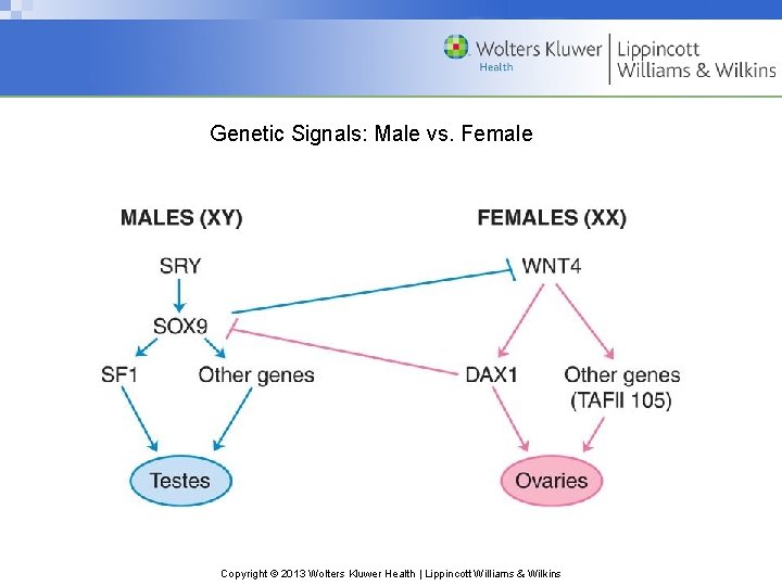 Genetic Signals: Male vs. Female Copyright © 2013 Wolters Kluwer Health | Lippincott Williams