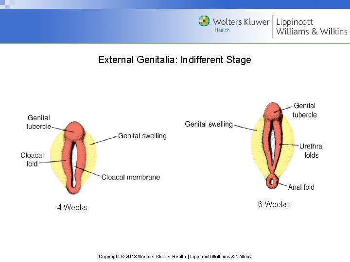 External Genitalia: Indifferent Stage 6 Weeks 4 Weeks Copyright © 2013 Wolters Kluwer Health