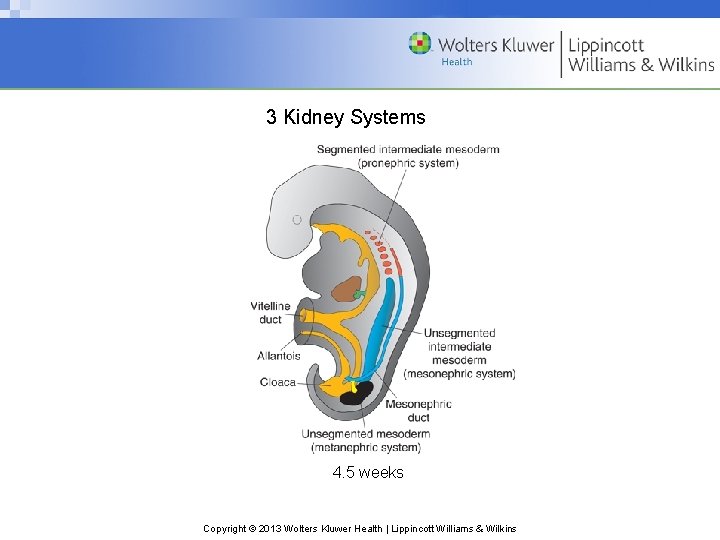 3 Kidney Systems 4. 5 weeks Copyright © 2013 Wolters Kluwer Health | Lippincott