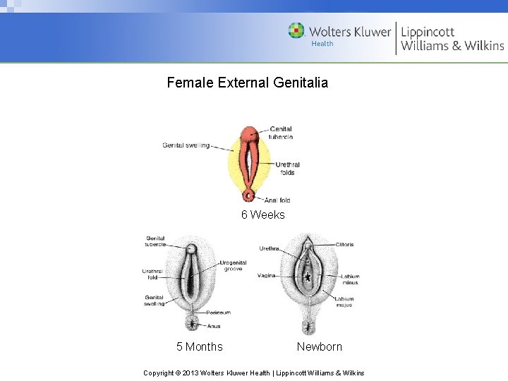 Female External Genitalia 6 Weeks 5 Months Newborn Copyright © 2013 Wolters Kluwer Health