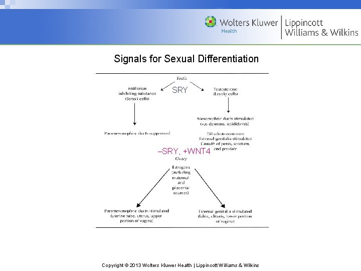 Signals for Sexual Differentiation SRY –SRY, +WNT 4 Copyright © 2013 Wolters Kluwer Health
