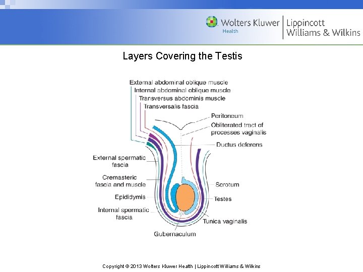 Layers Covering the Testis Copyright © 2013 Wolters Kluwer Health | Lippincott Williams &