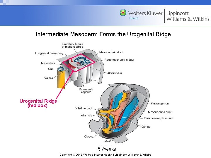 Intermediate Mesoderm Forms the Urogenital Ridge (red box) 5 Weeks Copyright © 2013 Wolters