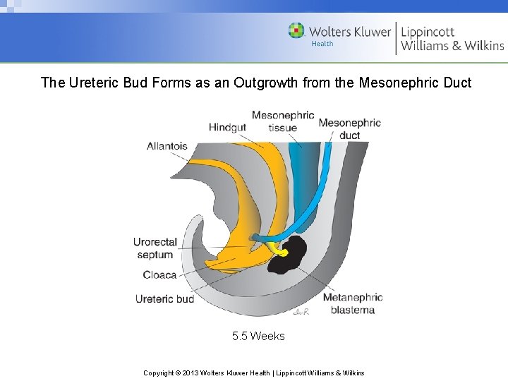 The Ureteric Bud Forms as an Outgrowth from the Mesonephric Duct 5. 5 Weeks