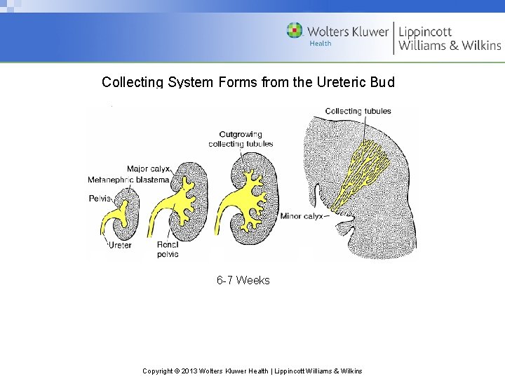 Collecting System Forms from the Ureteric Bud 6 -7 Weeks Copyright © 2013 Wolters