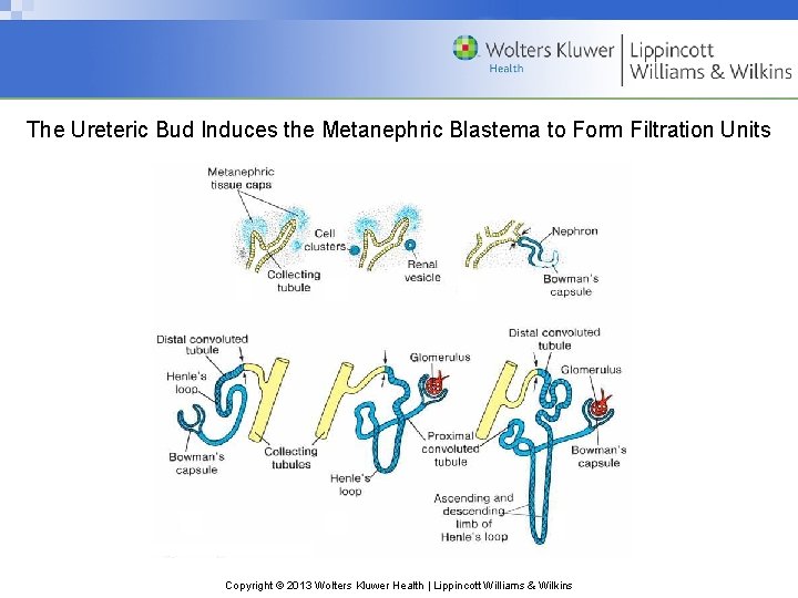 The Ureteric Bud Induces the Metanephric Blastema to Form Filtration Units Copyright © 2013