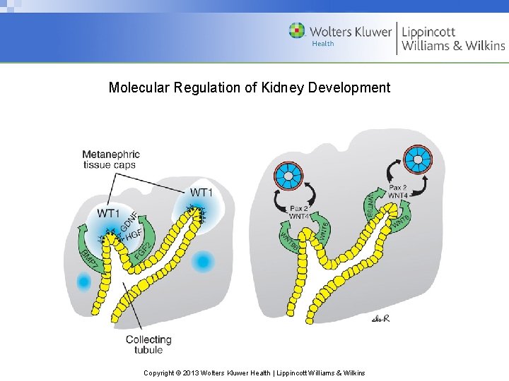 Molecular Regulation of Kidney Development Copyright © 2013 Wolters Kluwer Health | Lippincott Williams