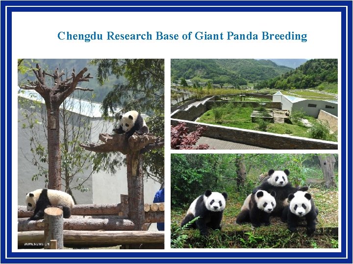 Chengdu Research Base of Giant Panda Breeding 3 