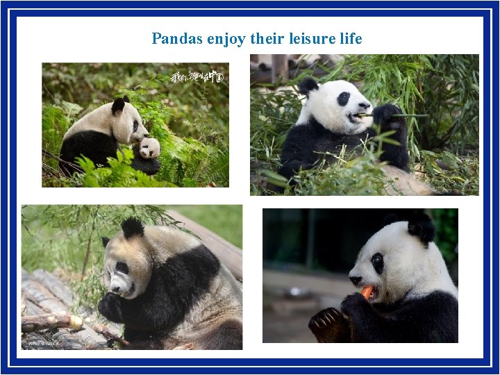 Pandas enjoy their leisure life 3 