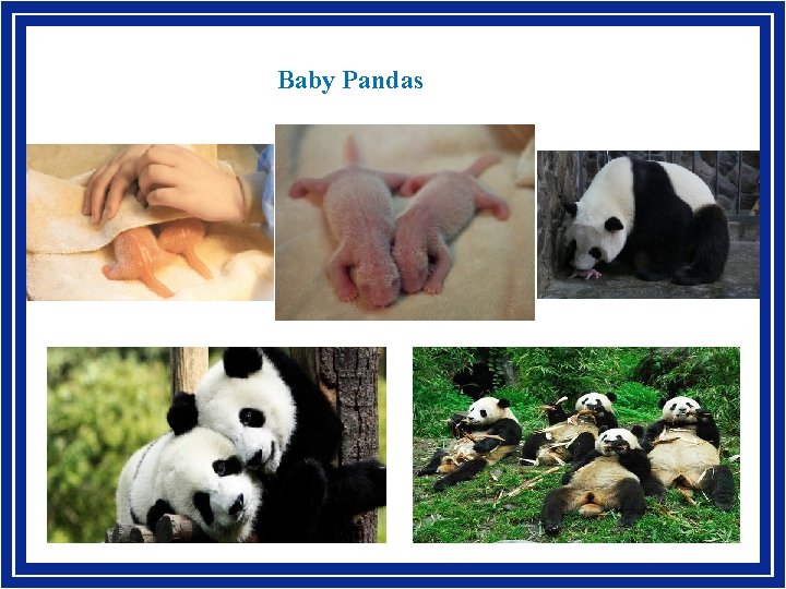 Baby Pandas 3 