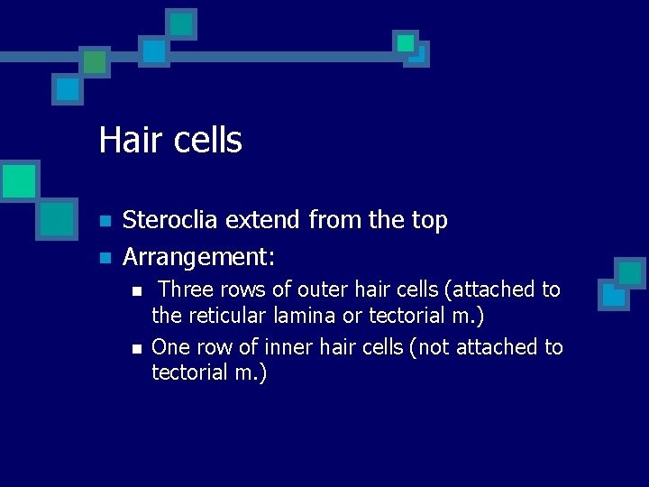 Hair cells n n Steroclia extend from the top Arrangement: n n Three rows