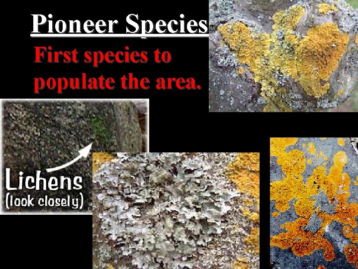 Pioneer Species First species to populate the area. 