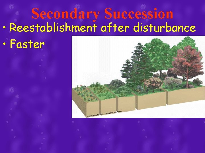 Secondary Succession • Reestablishment after disturbance • Faster 