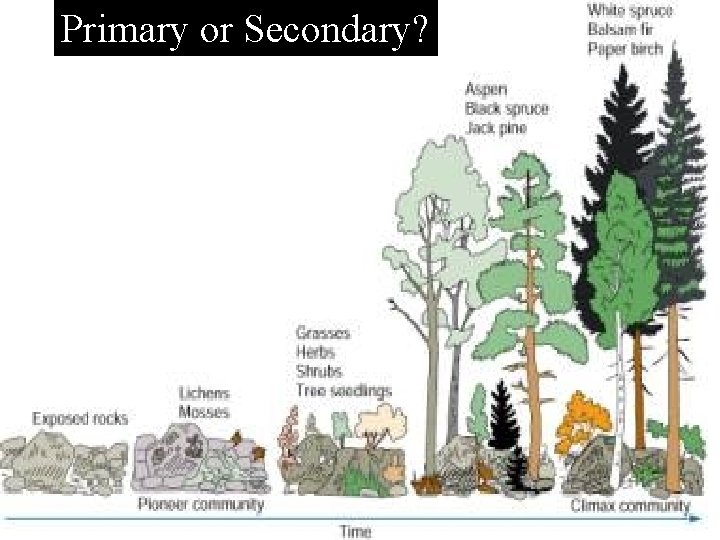 Primary or Secondary? 