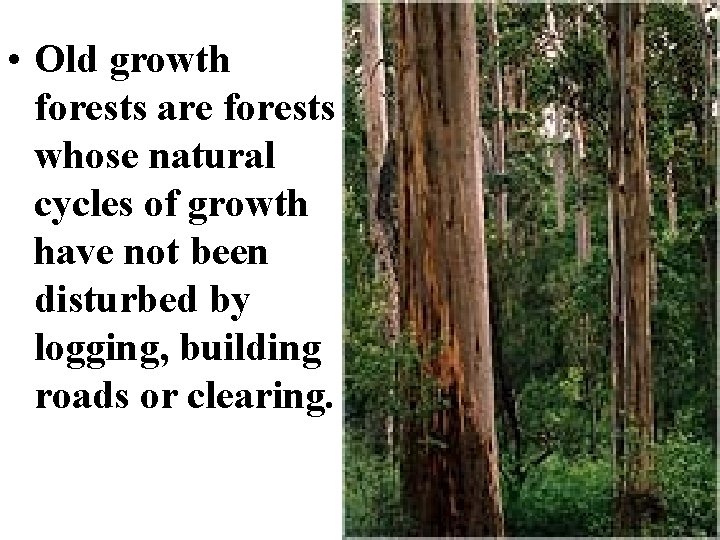  • Old growth forests are forests whose natural cycles of growth have not