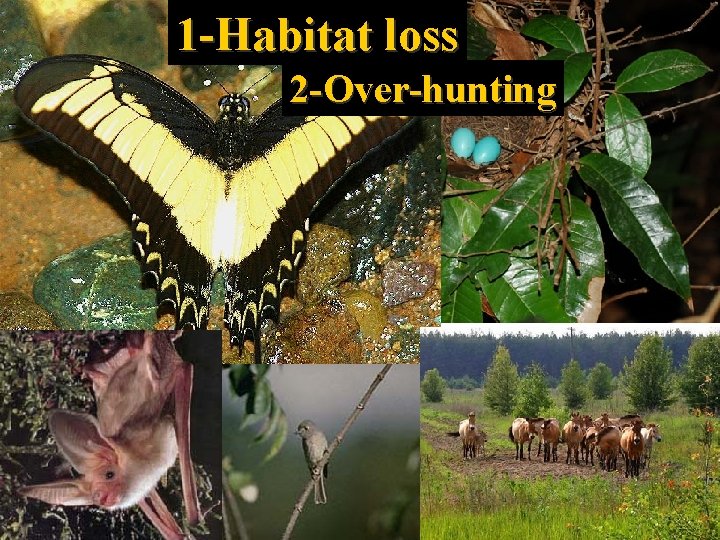 1 -Habitat loss 2 -Over-hunting 